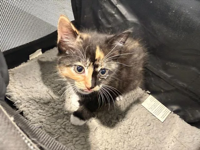 A baby small-sized female Domestic Short Hair cat named A for adoption in Charlotte, NC