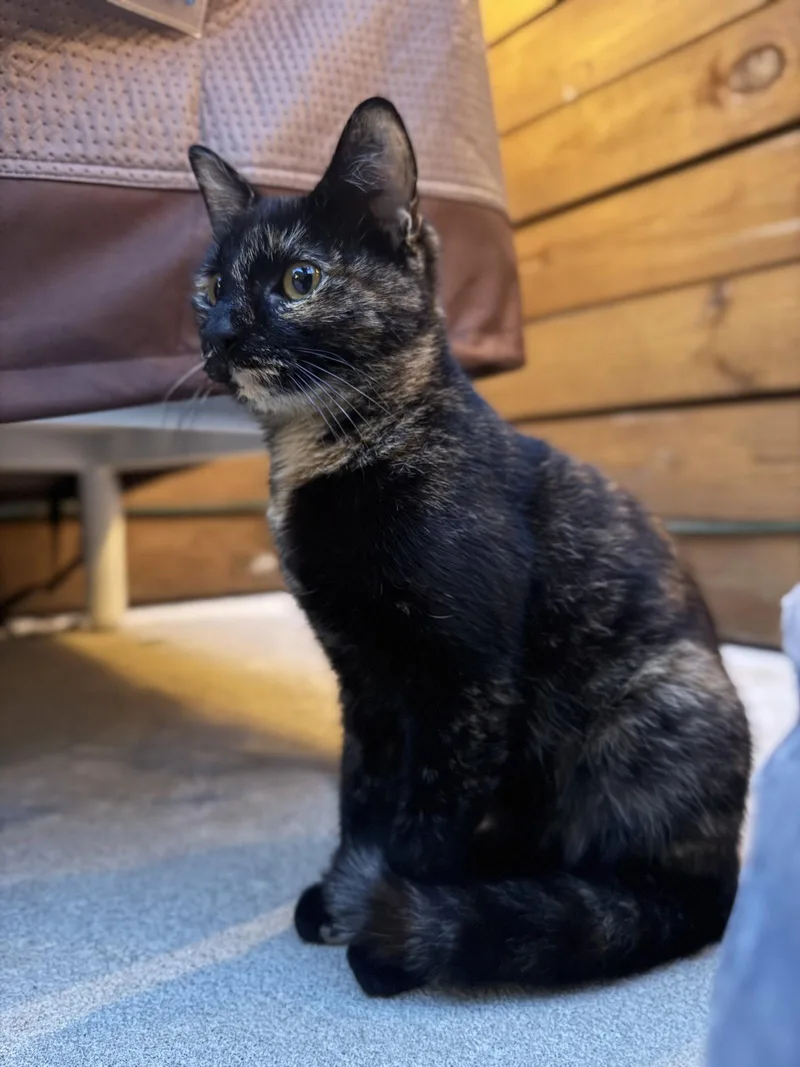 A young small-sized female Domestic Short Hair cat named Inga for adoption in Philadelphia, PA