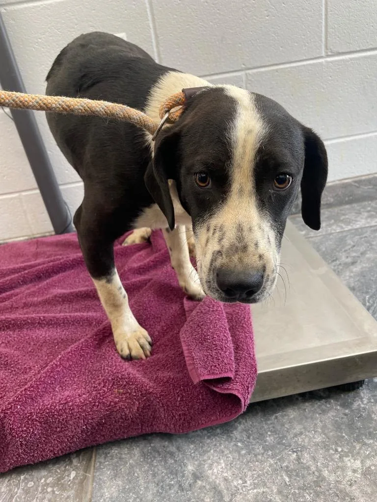 A baby medium-sized male Mixed Breed dog named Bubba for adoption in Oxford, NC