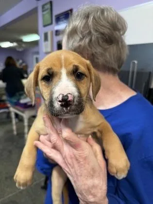 A baby small-sized male Mixed Breed dog named Denali for adoption in West Chester, PA