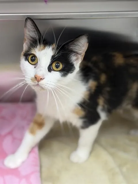 An adult medium-sized female Domestic Short Hair cat named Amber for adoption in Naples, FL