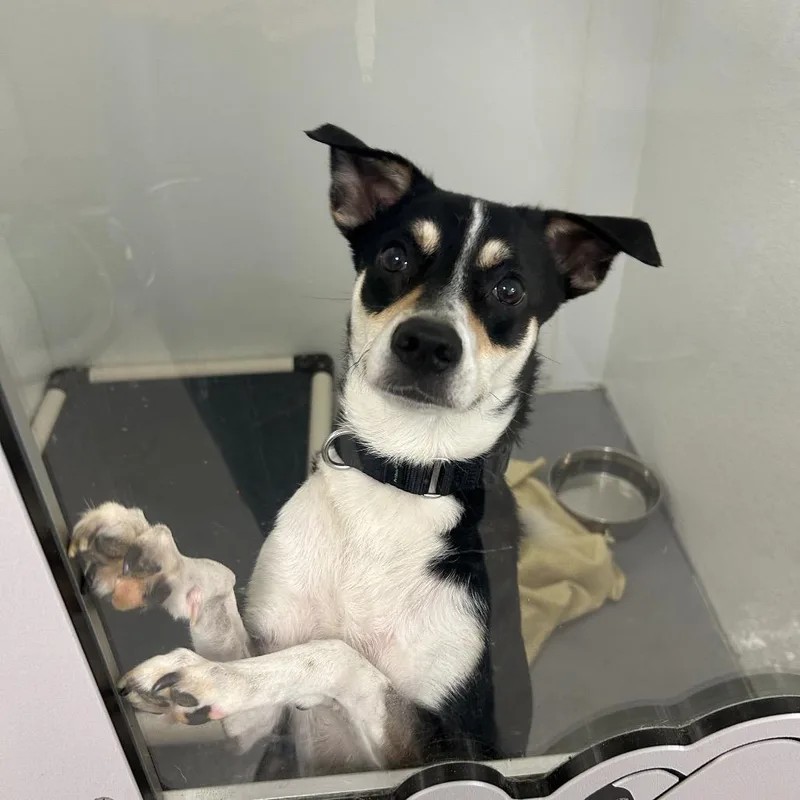 A young medium-sized female Black Mixed Breed dog named Cola for adoption in Jupiter, FL