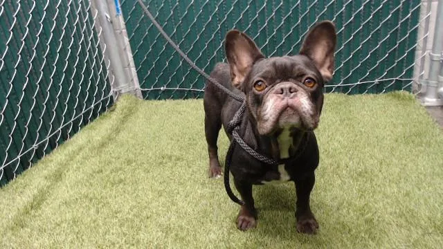 A young small-sized female French Bulldog dog named Chela for adoption in Downey, CA