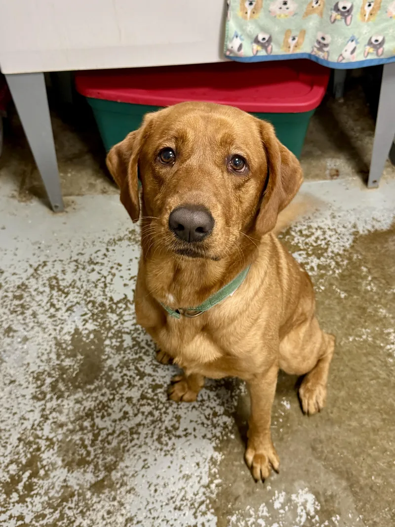 A young large-sized male Red / Chestnut / Orange Labrador Retriever dog named Benny for adoption in Anderson, IN