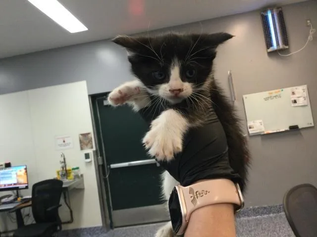 A baby small-sized female Domestic Short Hair cat named Panini for adoption in Thousand Palms, CA