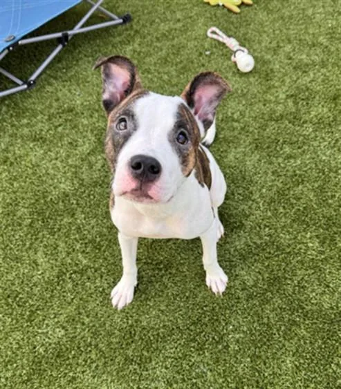 A young medium-sized female Pit Bull Terrier dog named Cat for adoption in Toledo, OH