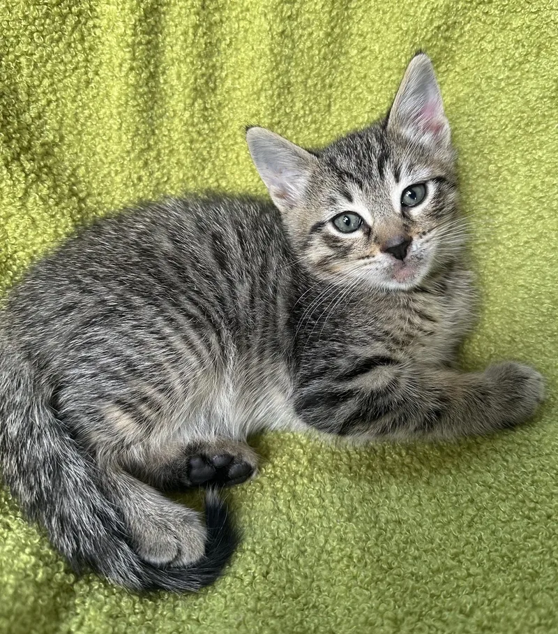 A baby small-sized female Domestic Short Hair cat named Lorna for adoption in Carlsbad, CA