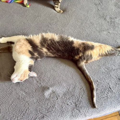 An adult medium-sized female Calico Domestic Short Hair cat named Hope for adoption in Georgetown, KY