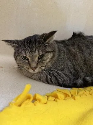An adult large-sized male Domestic Short Hair cat named Sabor for adoption in Pequot Lakes, MN