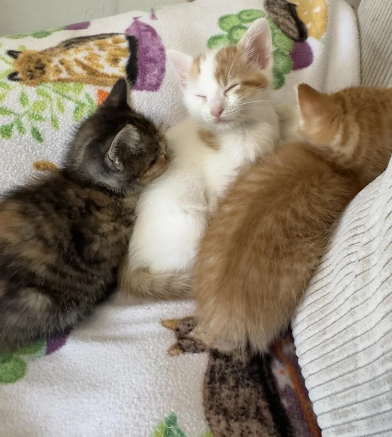 A baby medium-sized male Orange & White Domestic Short Hair cat named Brussel for adoption in Minneapolis, MN