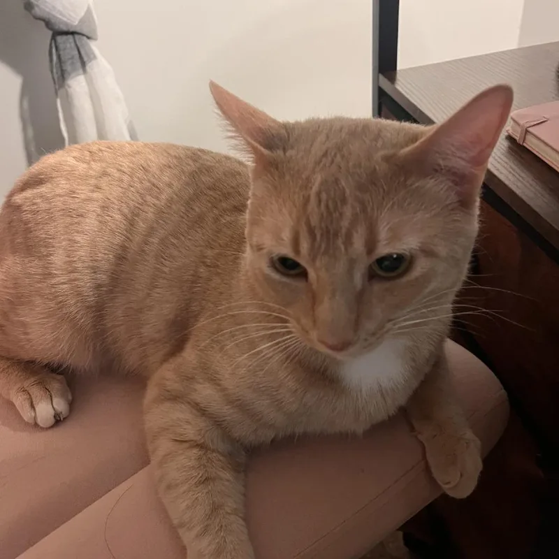 An adult medium-sized male Buff / Tan / Fawn Domestic Short Hair cat named Butters for adoption in Murray, UT