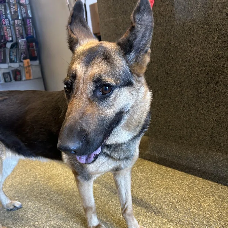 An adult medium-sized female Black Shepherd dog named Trina for adoption in San Gabriel, CA