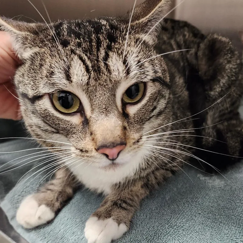 An adult medium-sized male Gray / Blue / Silver Domestic Short Hair cat named Remi for adoption in Ballston Spa, NY