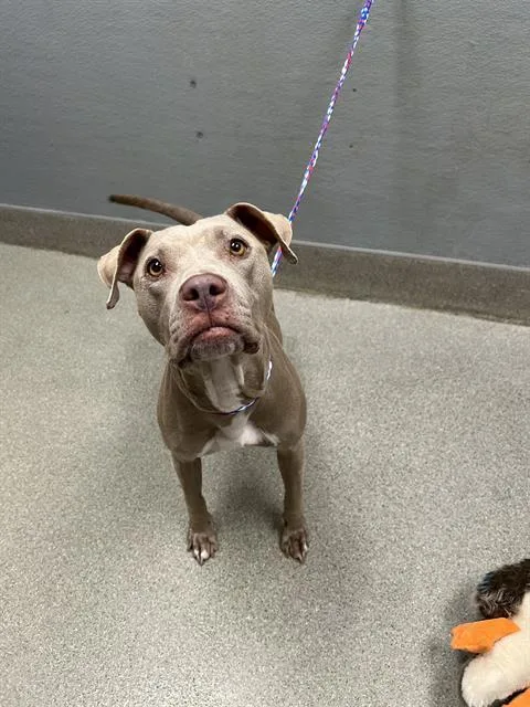 An adult large-sized female Pit Bull Terrier dog named Posey for adoption in Las Vegas, NV