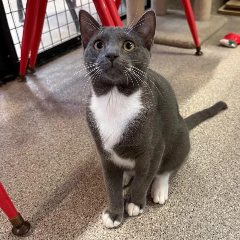 A baby medium-sized male Domestic Short Hair cat named Boo boo for adoption in Sarasota, FL