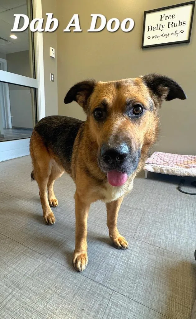 An adult large-sized male German Shepherd Dog dog named Dab Yrly for adoption in Sidney, OH