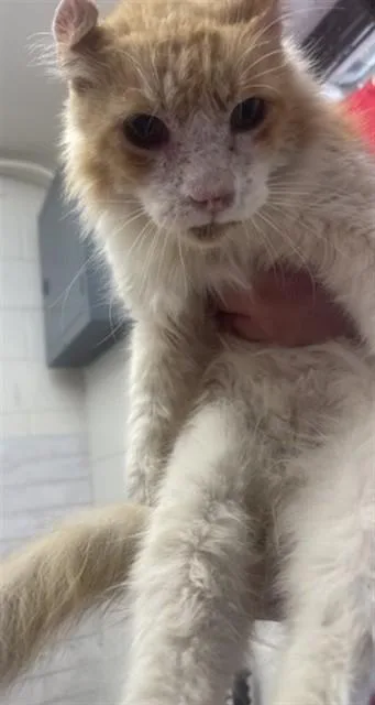 A senior small-sized male Domestic Short Hair cat named Richard for adoption in San Bernardino, CA