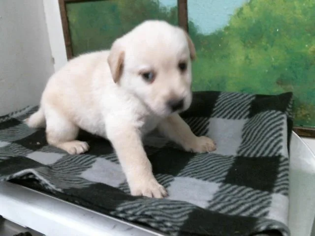 A baby small-sized male Labrador Retriever dog named A for adoption in Houston, TX