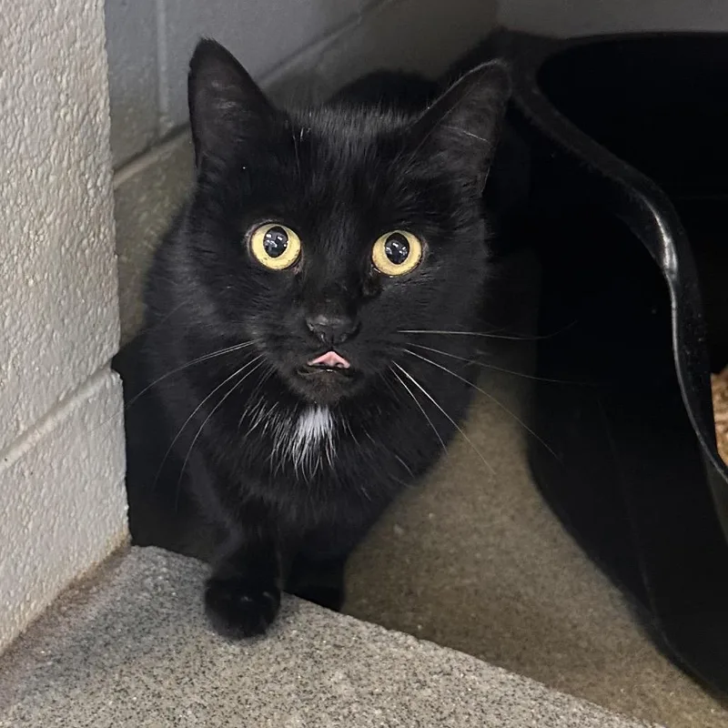 Zoe Saldana thumbnail 3