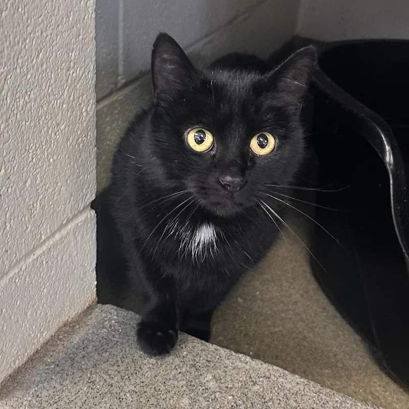 Zoe Saldana thumbnail 4