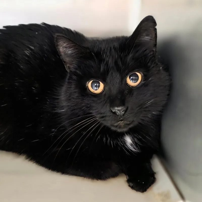 Zoe Saldana thumbnail 5