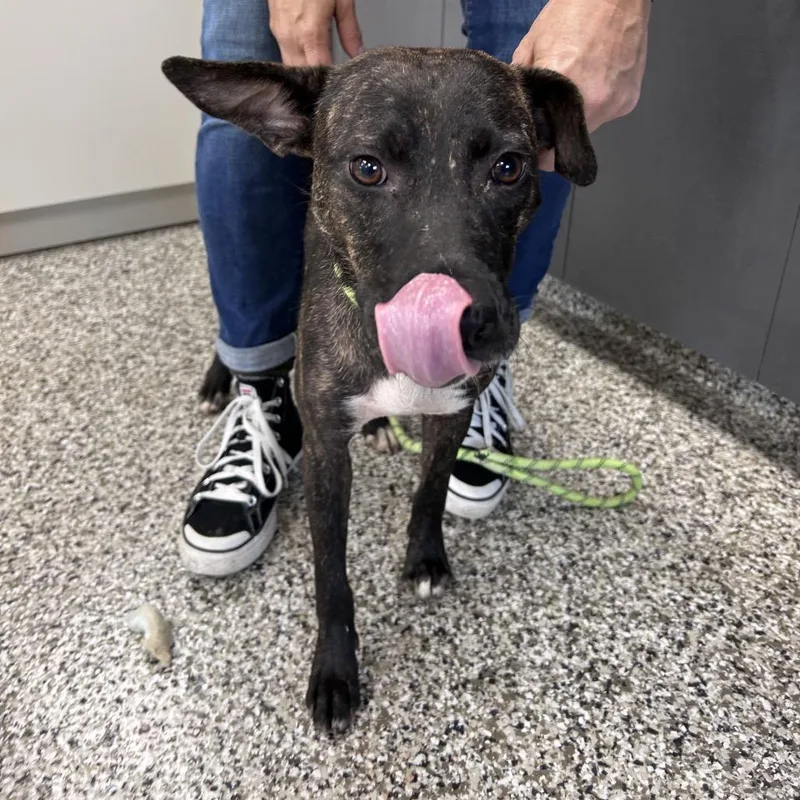 An adult medium-sized female Brown / Chocolate Pit Bull Terrier dog named Mama Jelly for adoption in Morganton, NC
