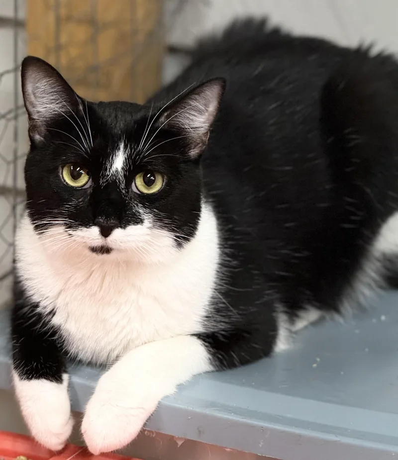 Starr  Bobtail thumbnail 2