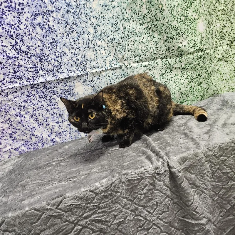 An adult large-sized female Tortoiseshell Domestic Short Hair cat named Chloe for adoption in Normal, IL