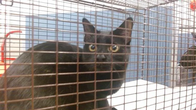 A young small-sized male Domestic Short Hair cat named Antonio for adoption in Miami, FL