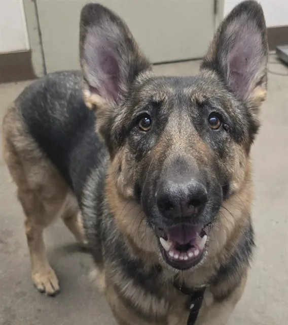 An adult large-sized female German Shepherd Dog dog named Nala for adoption in Tucson, AZ