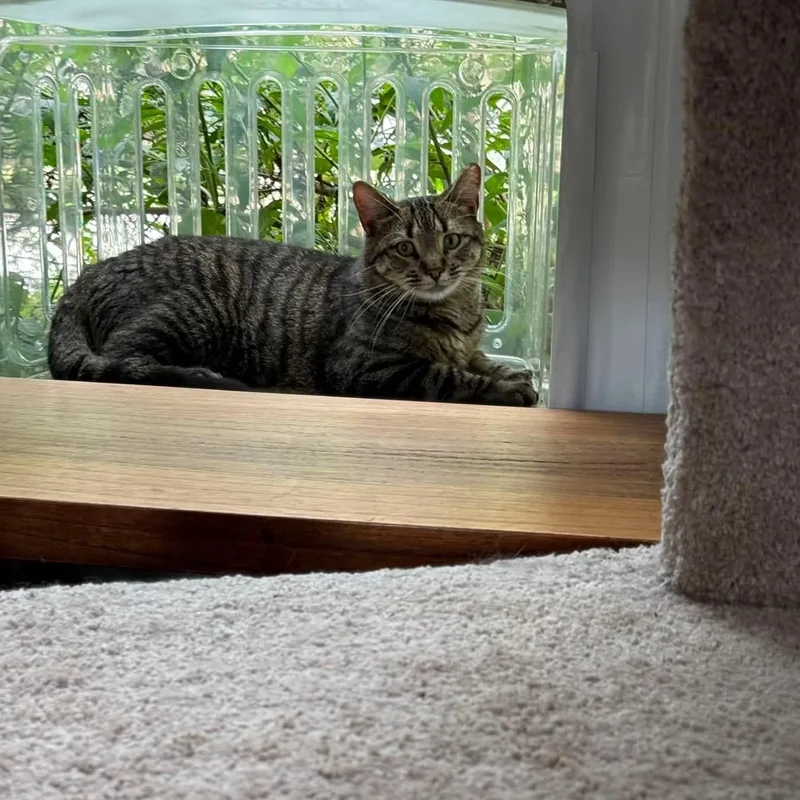 A young medium-sized male Tabby cat named Hank for adoption in Newark, NJ