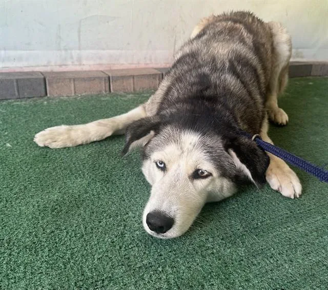 An adult large-sized female Siberian Husky dog named Heidi for adoption in Baldwin Park, CA