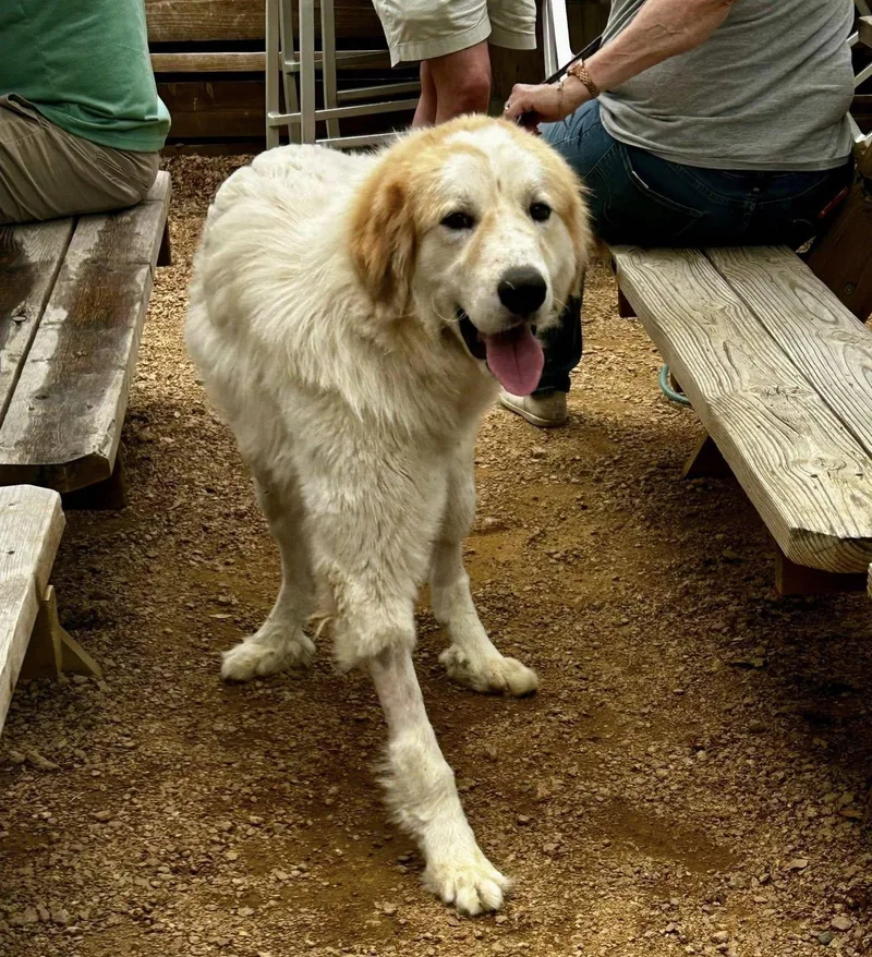 Valentino thumbnail 2