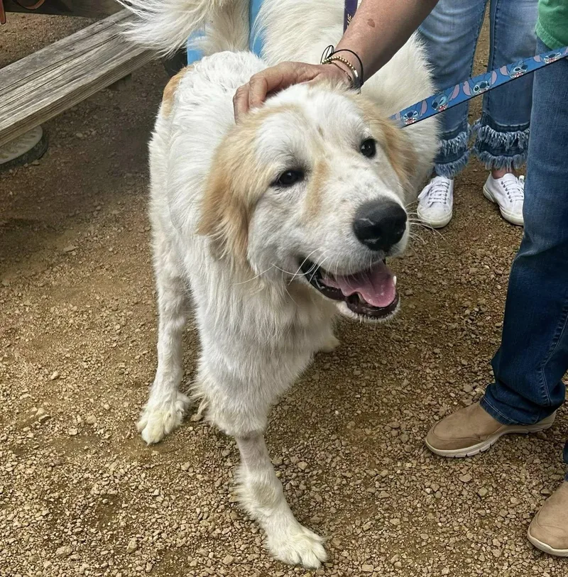 Valentino thumbnail 3