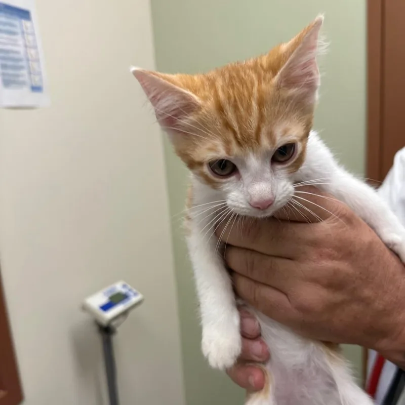 A baby small-sized male Orange / Red Domestic Short Hair cat named Bumble Bee for adoption in Upland, CA