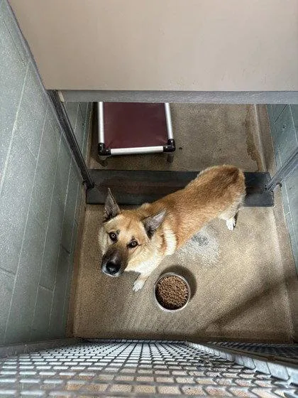 An adult large-sized male German Shepherd Dog dog named Belvedere for adoption in Oakland, CA