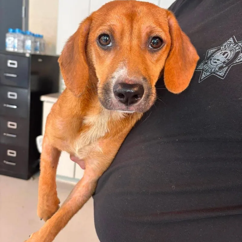 Marigold Stray Hold