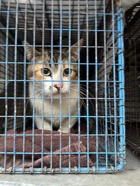 An adult large-sized female Domestic Short Hair cat named Hissarina for adoption in San Jose, CA