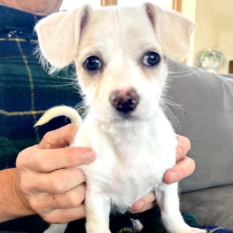A baby small-sized female White / Cream Mixed Breed dog named Cotton for adoption in Hailey, ID