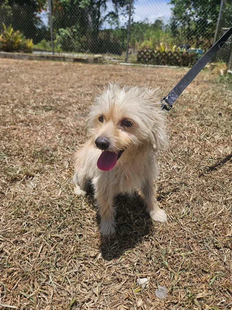 An adult small-sized male Miniature Poodle dog named Coco for adoption in Virginia Beach, VA