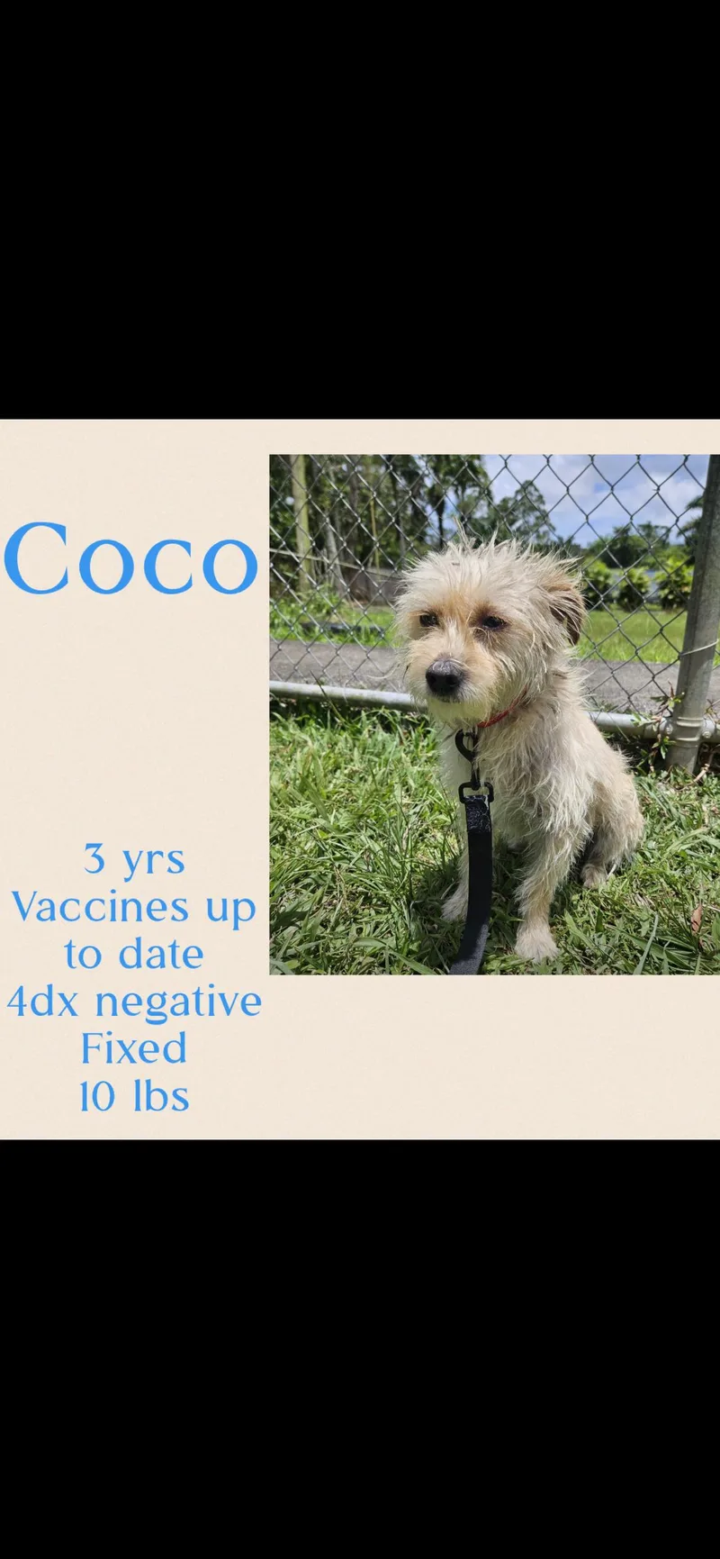 Coco thumbnail 3
