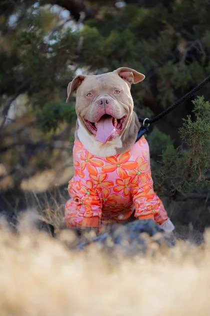 A young large-sized male American Staffordshire Terrier dog named Kane for adoption in Redmond, OR