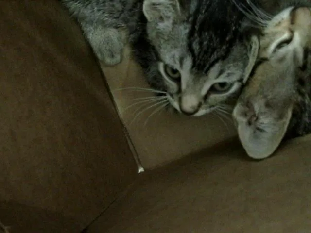A baby medium-sized male Domestic Long Hair cat named Sokka for adoption in Dallas, TX