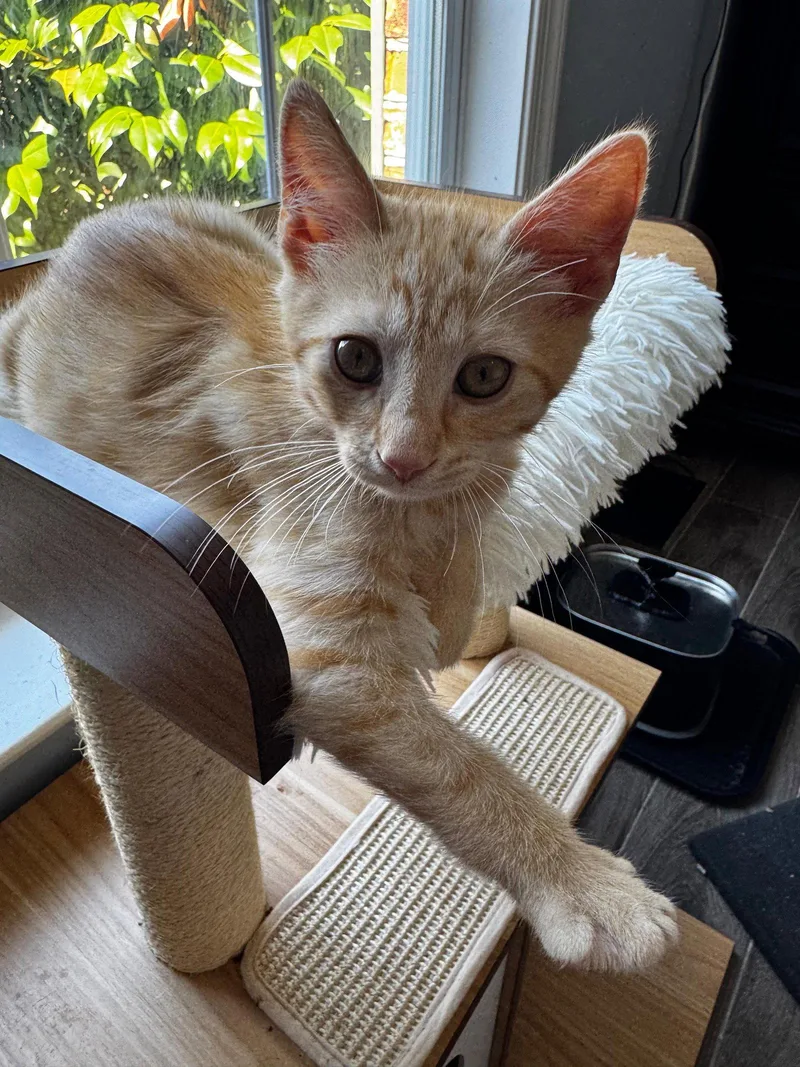 A baby medium-sized male Tabby (Orange / Red) Tabby cat named Hercules for adoption in Greenville, DE