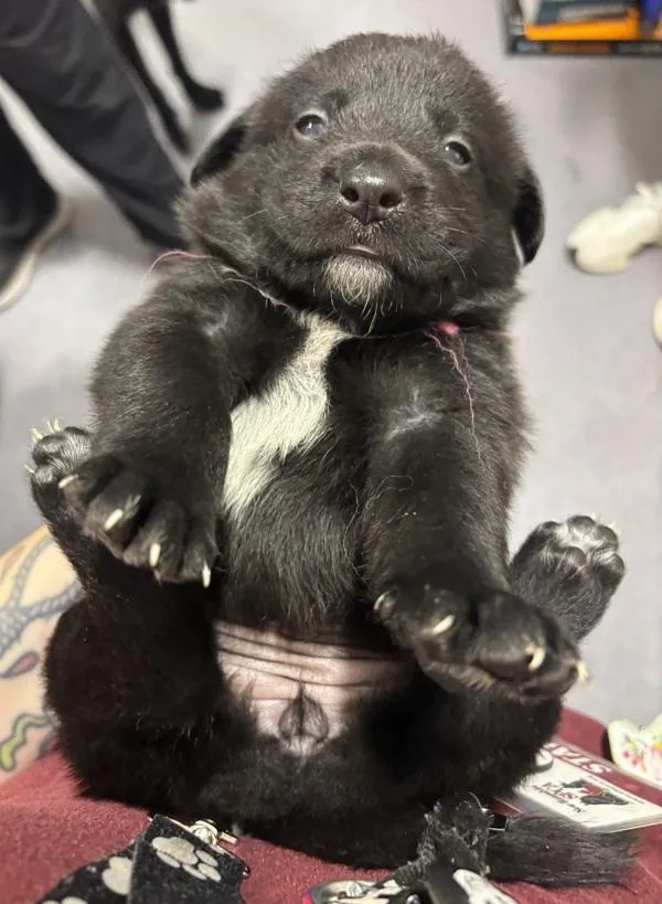 A baby medium-sized female Labrador Retriever dog named Rose for adoption in Stratham, NH