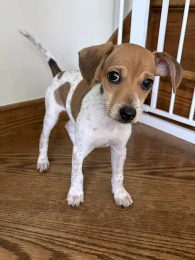 Tiny