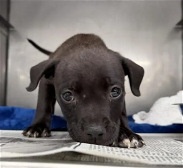 A baby small-sized male Pit Bull Terrier dog named Kyle for adoption in San Bernardino, CA