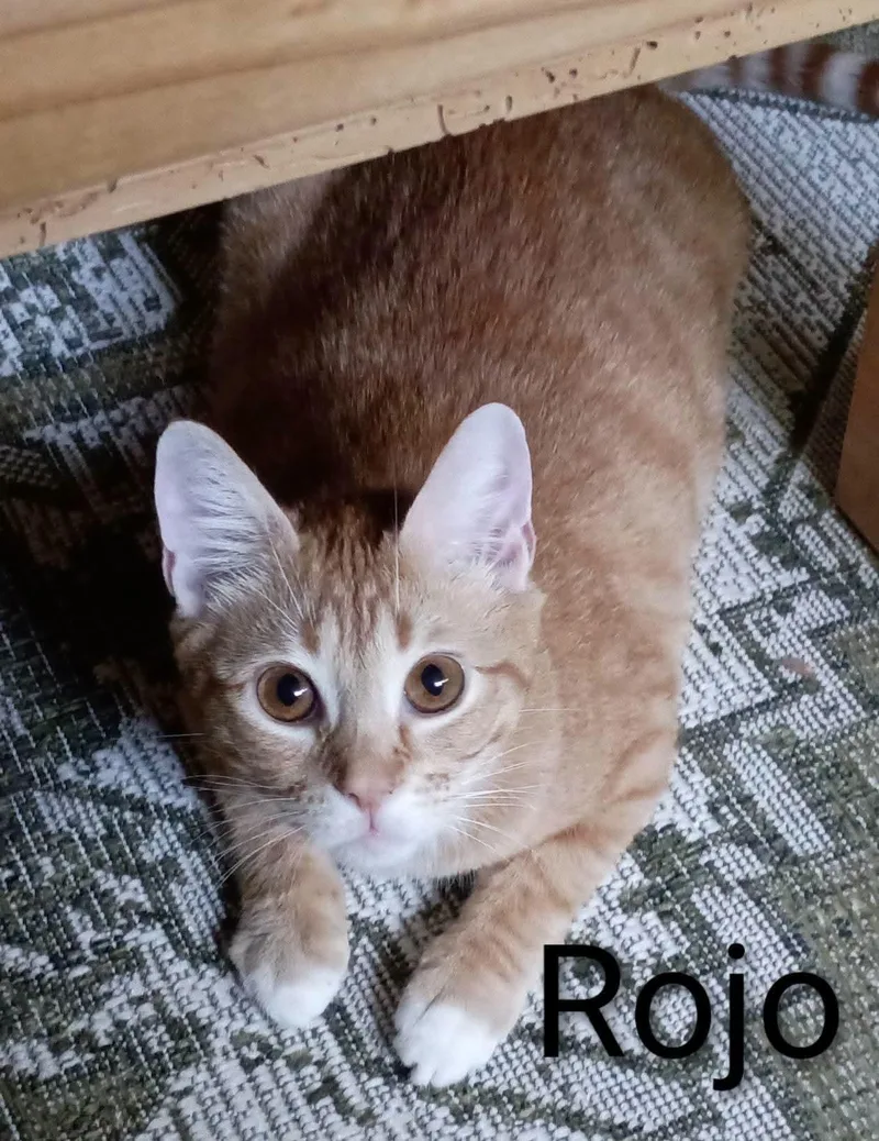 A young medium-sized male Tabby (Orange / Red) Domestic Short Hair cat named Rojo for adoption in Wilmington, NC