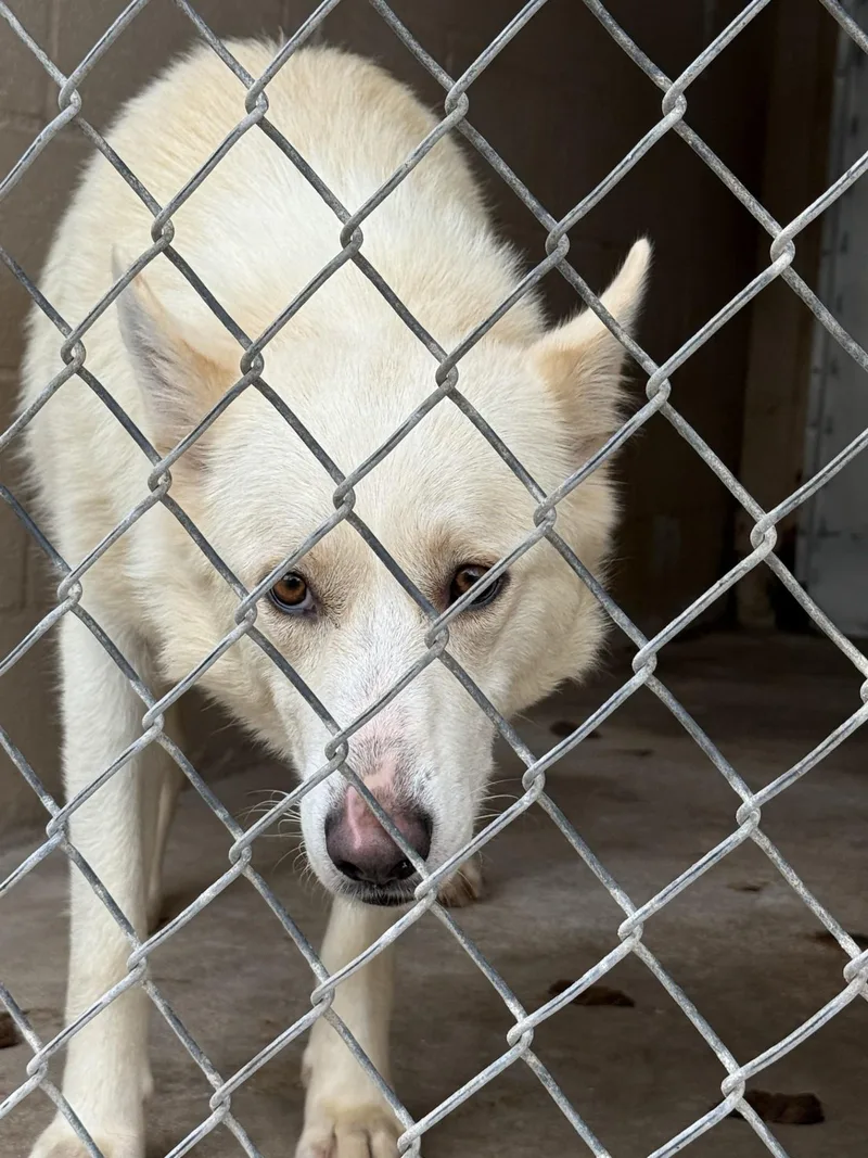 A young medium-sized female White / Cream Husky dog named Lumi for adoption in Blue Springs, MO