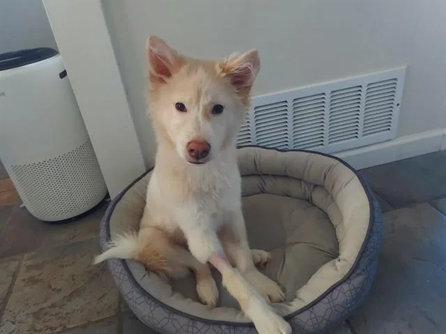 A young small-sized male German Shepherd Dog dog named Oscar for adoption in Tucson, AZ